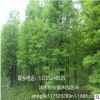 落羽杉樹 苗圃直銷發(fā)貨 行道樹 墨西哥品種全 量大價(jià)格優(yōu)惠