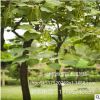 苗圃直銷楸樹苗 喜光耐寒 楸樹苗工程綠化苗木 規(guī)格齊全量大優(yōu)惠