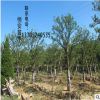 基地直銷批發(fā)合歡樹 綠化工程 合歡樹銷售 行道樹 規(guī)格齊 優(yōu)質(zhì)