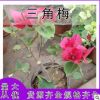 三角梅樹苗盆栽室內(nèi)陽臺爬藤植物勒杜鵑花苗重瓣大苗庭院花卉盆景