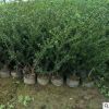 基地批發(fā)四季綠化工程色塊冬青苗 園林濕地植物龜甲冬青樹