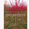 梅花樹苗紫葉梅紅葉碧桃原生梅花重瓣大花色彩艷麗 公園小區綠化