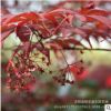 基地批發綠化苗紅楓樹苗 優質紅楓小苗 道路行道樹紅楓苗