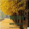 苗圃直銷批發(fā) 銀杏樹苗 綠化苗木 嫁接銀杏 行道樹 量大價優(yōu)