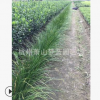 蔥蘭 紅花 白花都有 規格 品種 齊全 蕭山 苗木 直銷