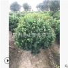 羅漢松球 土球好 冠幅好 造型優美 精品苗 園林 庭院 花鏡 綠化苗