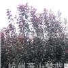 紅葉李 紫葉李 1-15公分 規格 品種 齊全 土球好 冠幅好 精品苗