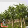 批發(fā)重陽木 行道觀葉植物 精品盆栽 園林綠化苗木 重陽樹