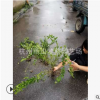云南黃馨 黃馨小毛球 色塊 毛球 地被 灌木 喬木類 優質 精品苗