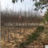 基地供應(yīng)行道樹綠化苗木嬌紅玉蘭 廣玉蘭 品種規(guī)格全 價格優(yōu)惠