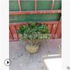 茶梅球 各種球類 喬木 樹木 園林 綠化工程苗