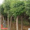 基地直銷工程綠化苗木 速生白蠟樹苗 行道樹白蠟小苗 規(guī)格齊全