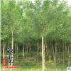 基地直銷榆樹苗 優(yōu)質(zhì)榆樹批發(fā) 園林綠化工程苗木 規(guī)格齊全
