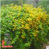 基地批發(fā)棣棠花苗 園林綠化工程苗木棣棠規(guī)格齊全量大從優(yōu)