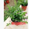 批發室內綠植花卉盆栽 草本植物滿天星花苗 盆栽 滿天星帶花苞