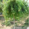 五角楓樹苗批發觀賞植物行道風景叢生五角楓樹工程綠化苗木五角槭