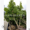 雞爪槭 1-20公分都 規格 品種 齊全 喬木 灌木 精品苗 蕭山苗圃銷