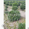 茶梅球 30-250 公分 品種 規(guī)格 齊全 土球好 冠幅好 園林 綠化苗