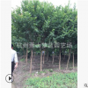 紫薇1-16公分 地被 色塊 灌木 喬木 品種齊全 園林 綠化 城市行道