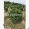 龜甲冬青球 30-200公分 園林 苗圃 樹木 綠化工程用苗 蕭山直銷