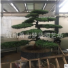 造型羅漢松  造型號 土球好 綠化 苗圃 蕭山 苗木