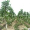 基地直銷 馬褂木樹苗 工程苗木 園林綠化 馬褂木鵝掌楸 量大優惠