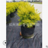 小葉女貞 檸檬之光 大小都有 精品 花海用苗
