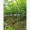 紅玉蘭 白玉蘭  品種齊全 道路行道樹 園林 綠化苗木