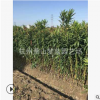 夾竹桃 高度50-200公分 各種 規(guī)格 苗木 齊全 蕭山 園林苗木 直銷