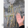 蘆葦 精品 優質 水生苗 成活率高 園林 綠化 工程 蕭山 苗圃直銷