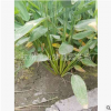 再力花 大小都有 高度80-150公分 蕭山 園林 綠化 庭院 花卉 工程