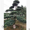 造型羅漢松 觀造型 喬木 灌木 苗圃 工程苗