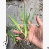 菖蒲 水生 植物 凈化 根系旺 成活率 高 庭院 花鏡 優(yōu)質(zhì)苗 苗木