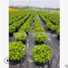八仙花球 30-80公分 盆栽 花可 變色 用于別墅 園林 庭院 種植