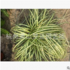金葉苔草 優(yōu)質(zhì)苗 草花 水生 色塊 灌木類(lèi) 品種齊全 成活率高 蕭山