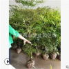 南天竹 高30-150 觀葉 園林 綠化 工程用苗 品種齊全 蕭山 苗圃