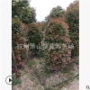 紅葉石楠柱子 高度150-300公分 規(guī)格齊全 造型好 精品苗 園林綠化