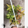 火焰南天竹 10-30公分 都有 季節(jié)不同 變色 庭院 花鏡 蕭山 苗木