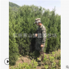 檜柏 塔柏 高度50-300公分 大小規(guī)格都有 造型優(yōu)美 精品苗 園藝