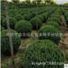 促銷【檜柏球】丹東檜柏球 各種規格 精品檜柏球 柏樹小苗 雁柏