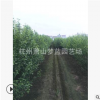 木槿 1-10公分 根系旺 適應(yīng)能力強(qiáng) 大小規(guī)格 齊全 長期供應(yīng)工程苗