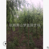 垂柳 3-18公分 精品苗 造型好 土球好 喬木 灌木 城市行道樹 苗圃