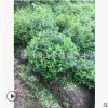 火棘球 30-150公分 帶刺 也可做籬笆 各種球類 規(guī)格齊全 苗圃