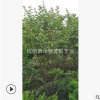 叢生紫薇 冠幅100-300公分 喬木 各種規(guī)格 城市行道樹 園林 苗圃