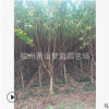 紫薇 大小都有 1-18公分 喬木 地被 灌木 優質苗 園林 樹木 蕭山