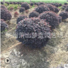 紅花繼木球 30-200公分都有 精品球 土球好 冠幅好 庭院 綠化工程