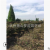 紅葉石楠球 30-300公分 規格齊全 造型好 土球好 工程綠化 易成活