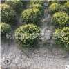 龜甲冬青球 冠60-80 綠化 灌木 常綠型 苗木 規格 品種 齊全