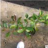 紅葉石楠 大杯苗 高度40-50 精品苗 成活率高 園林 綠化 道路苗