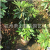 毛杜娟大杯 高30-40 工程 綠化 庭院 色塊 地被類 成活 率高